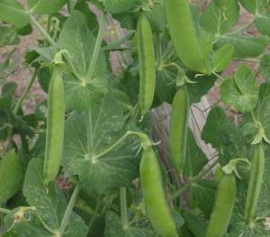 pianta-di-pisello-wikipedia